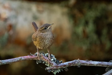 Teeny tiny wren