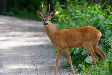Male roe deer at the road