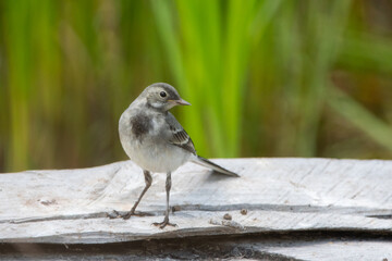 Young white wagtail