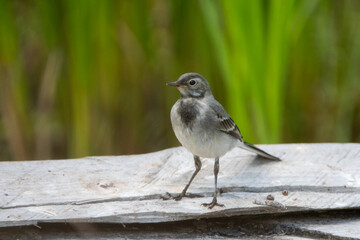 Young white wagtail