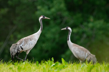 Obraz na płótnie Canvas Common cranes at the feald