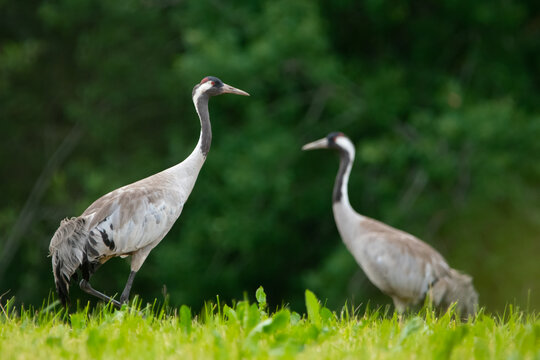 Common cranes at the feald