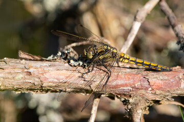 Orthetrum cancellatum