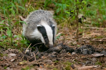 Badger at the toilet