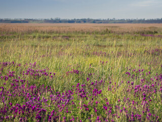 Naklejka premium Blooming Steppe and meadows in the Primorsky floodplain. Beautiful spring landscape. Bright purple wildflowers