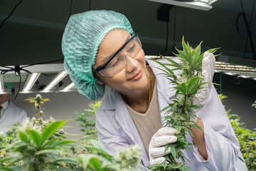 Scientist researcher closely monitor record of growing up development of cannabish flower and...