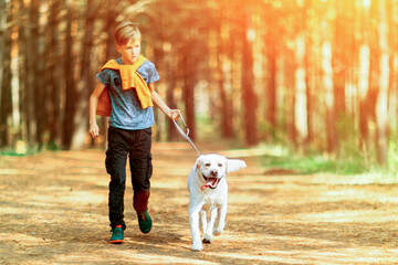 The boy walks the dog in the park. White labrador.