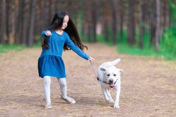 Cute little girl walks the dog in the park. White labrador.