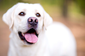 Close-up portrait of white labrador in park
