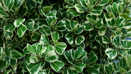 Ficus deltoidea (Variegated) leaves can be used as background.