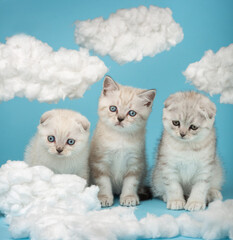 Three striped kittens of Scottish breed with a funny interested facial expression.
