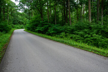 Obraz premium Road in a green forest on a hot summer day. Summer.