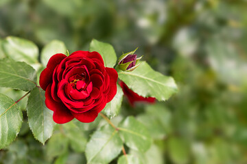 Red rose flower on a flowering bush in a rose garden against a blurred background of bushes and leaves. Place an inscription for one. copy space