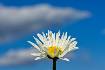 Shasta Daisy against a blue sky with clouds.