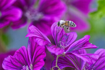 Pollen Laden Wasp on purple Flower.
