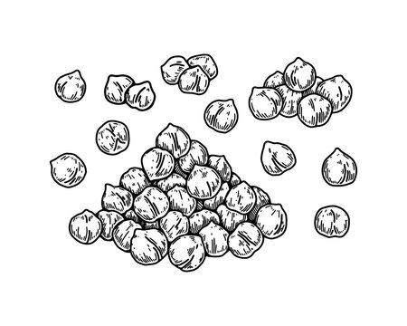 Hand drawn chickpeas beans. Botany vector illustration in sketch style
