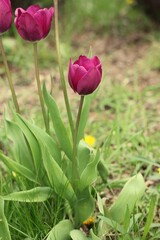 tulips in the garden