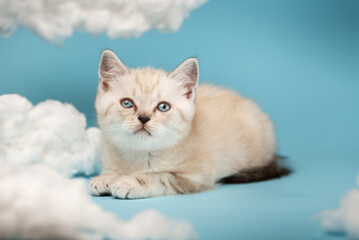One-month-old Scottish kitten lies between clouds on a blue background.