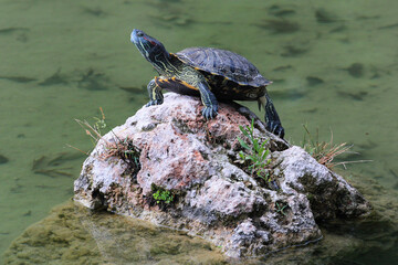 Pond slider (Trachemys scripta), or common semiaquatic turtle
