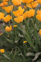 flowers in the garden