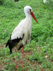Cigogne