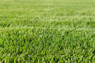 Close up of green lawn on a sunny day. Selective focus.