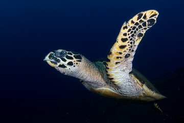 Hawksbill Turtle - Eretmochelys imbricata swims along coral reefs. Underwater world of Tulamben, Bali, Indonesia.