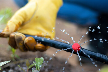 Close up view of hand holding a drip irrigation pipe while watering the vegetables in the process of growing - obrazy, fototapety, plakaty