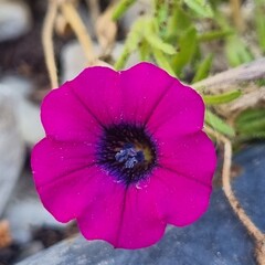 close up of a pink flower