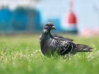 太ったハトのクローズアップ
