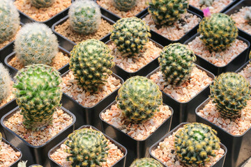 Cactus succulent plant in the greenhouse
