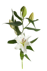 Bouquet of light lilies isolated on white background.