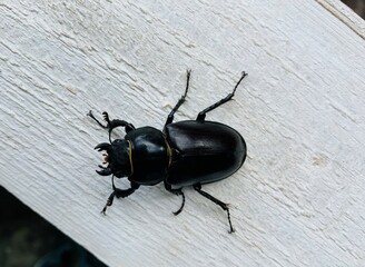 a large black longhorn beetle