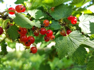 Obraz premium red currant bush