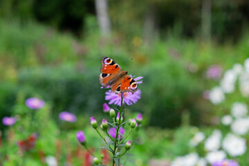 butterfly on flower