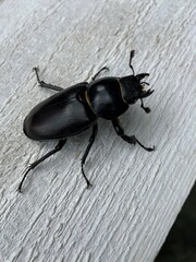 a large black longhorn beetle