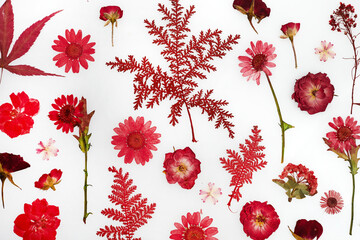 Red pressed dried flower pattern isolated on white background