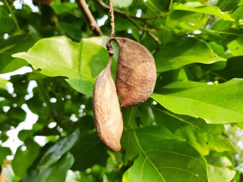 Millettia pinnata seeds. It is a species of tree in the pea family Fabaceae. Its other names  Pongamia pinnata, Indian beech and Pongame oiltree. Oil is extracted from its seeds.