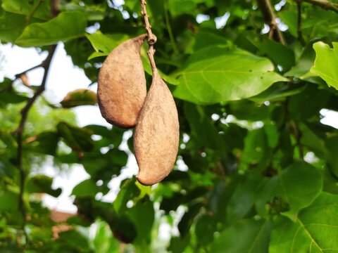 Millettia pinnata seeds. It is a species of tree in the pea family Fabaceae. Its other names  Pongamia pinnata, Indian beech and Pongame oiltree. Oil is extracted from its seeds.