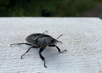 a large black longhorn beetle