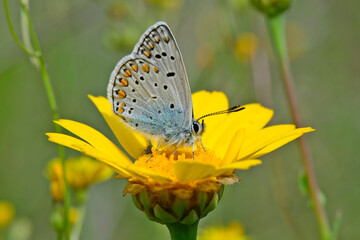 Obraz premium Kleiner Sonnenröschen-Bläuling // Brown argus (Aricia agestis) - Pinios-Delta, Griechenland