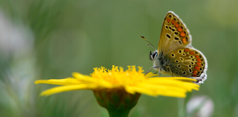 Kleiner Sonnenröschen-Bläuling // Brown argus (Aricia agestis) - Pinios-Delta, Griechenland