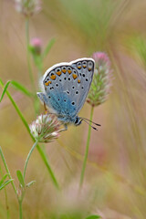 Brown argus // Kleiner Sonnenröschen-Bläuling (Aricia agestis) - Pinios-Delta, Greece