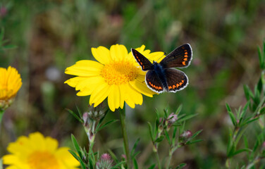 Brown argus // Kleiner Sonnenröschen-Bläuling (Aricia agestis) - Pinios-Delta, Greece