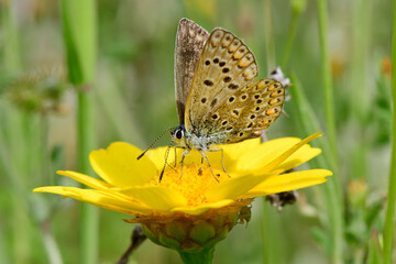 Brown argus // Kleiner Sonnenröschen-Bläuling (Aricia agestis) - Pinios-Delta, Greece