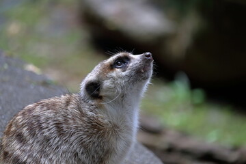 ミーアキャット　気になる　夏