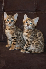 Bengal kittens. Purebred kitten looks into the frame