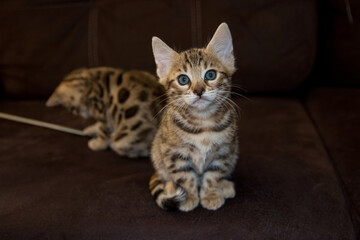 Bengal kitten. Purebred kitten looks into the frame