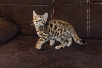 Bengal kitten. Purebred kitten looks into the frame