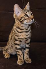 Bengal cat is an adult. purebred cat